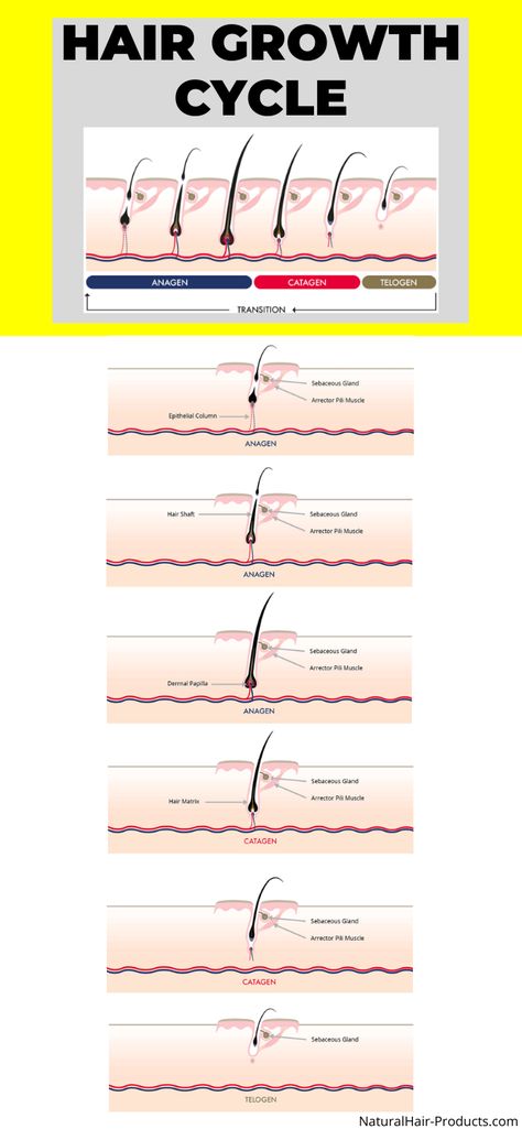 hair growth cycle anagen catagen telogen exogen Anagen Catagen Telogen, Make Hair Grow Faster, Black Hair Magazine, Length Retention, Slow Hair Growth, Traction Alopecia, Fast Hair Growth, Make Hair Grow, Hair Growth Cycle