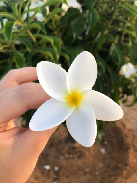 Single Flower Aesthetic, Flowers Black Background, Single Flowers, Foodie Instagram, Hiding Face, Iphone Instagram, Flowers Aesthetic, Creative Instagram Photo Ideas, Cute Selfies Poses