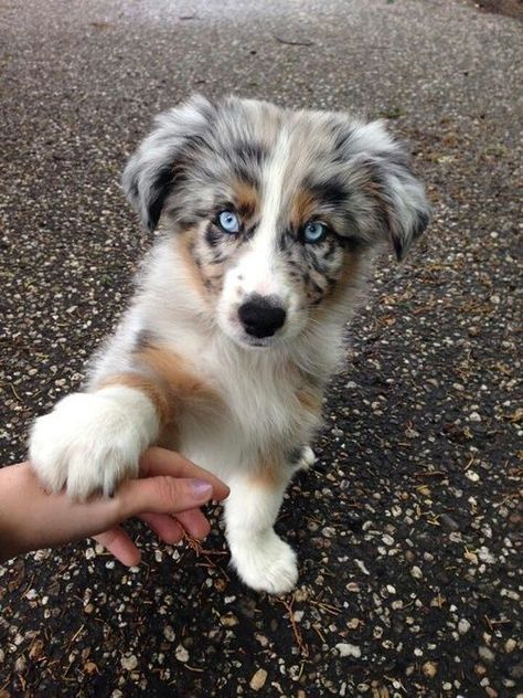 Apple Head, Cute Dogs Images, Very Cute Puppies, Aussie Puppies, Super Cute Puppies, Cute Dog Photos, Cute Animals Puppies, Very Cute Dogs, Baby Animals Pictures