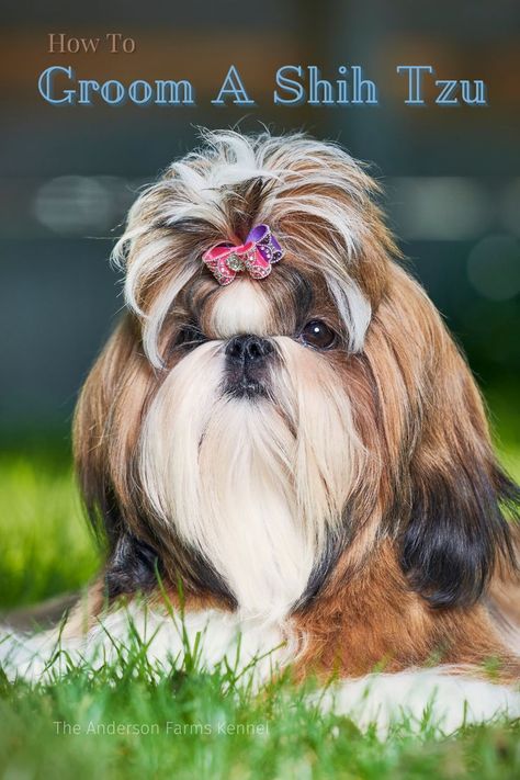 How to Groom a Shih Tzu Long Haircut Styles, Wirehaired Fox Terrier, Shih Tzu Haircuts, Shih Tzu Grooming, Long Haircut, Grooming Style, Haircut Styles, Shih Tzus, Fox Terrier