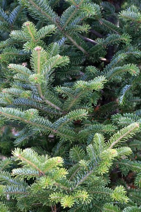 Types Of Real Christmas Trees, Types Of Christmas Greenery, Type Of Christmas Tree, Types Of Christmas Trees Real, Real Christmas Tree Care, Frazier Fir Christmas Tree, Christmas Tree Types, Christmas Tree Varieties, Douglas Fir Christmas Tree