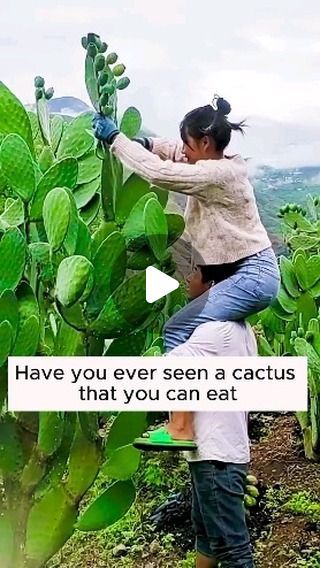 Seedsconnect on Instagram: "Edible Mexican cactus #backyardgardening #gardeninglife #vegetablegardening" Mexican Cactus, Vegetable Garden, Cactus, Plants, On Instagram, Instagram