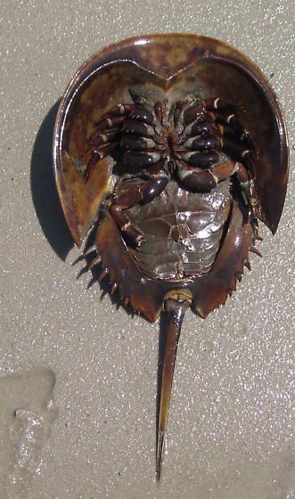 Underside of Atlantic horseshoe crab (Limulus polyphemus), by Brandon Woo Living Fossil, Cnidaria, Fauna Marina, Horseshoe Crab, Small Insects, Underwater Creatures, Underwater Life, Aquatic Animals, Arthropods