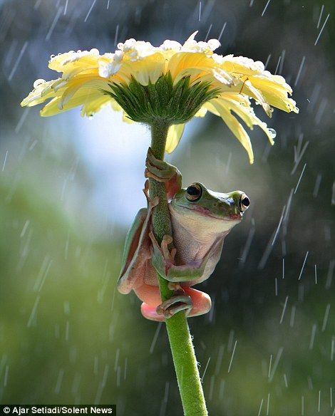 Pictures capture amphibians using flowers as umbrellas Frog Sitting, Frog Pictures, Funny Frogs, Frog Art, A Frog, Tree Frogs, Reptiles And Amphibians, Cute Frogs, Amphibians