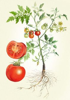 We like this one but the tomato is a bit much for a simple line drawing Tomato Drawing, Tanaman Tomat, Vegetable Illustration, Tomato Plant, Simple Line Drawings, Illustration Botanique, Plant Drawing, Botanical Painting, Tomato Plants