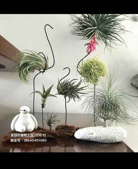 Air Plants Diy, Plant Display Ideas, Air Plants Decor, Air Plant Display, Deco Nature, Garden Art Sculptures Diy, Garden Art Projects, Garden Art Crafts, Garden Art Sculptures