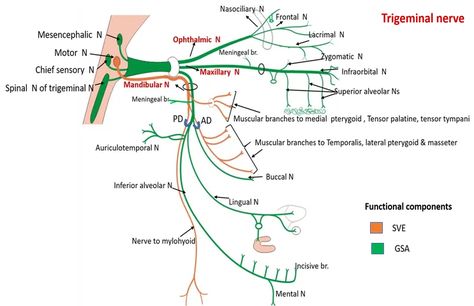 Trigeminal Nerve , Subdivisions, functional components , structures supplied , Anatomy QA Maxillary Nerve, Nerve Structure, Trigeminal Nerve, Nerve Anatomy, Cranial Nerves Mnemonic, Abdominal Aorta, Sensory Nerves, Head Anatomy, Gross Anatomy