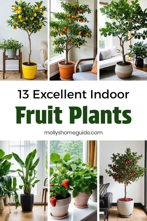 Discover the best indoor fruit plants with high edible yield, perfect for your indoor garden. Grow delicious fruits and vegetables indoors, from mango trees to tomato plants. Learn how to easily regrow kitchen scraps into thriving houseplants. Cultivate a thriving avocado bonsai or try growing kiwi fruit in a container. Explore the world of indoor fruit trees that are sure to thrive inside your home, bringing nature's goodness closer to you. Fruits To Plant In A Garden, Food Grown Indoors, Growing Fruits And Vegetables Indoors, Grow Plants From Kitchen Scraps, Closet Garden Indoor, Plants That Can Be Planted Together, Indoor Salad Gardening, How To Grow Spices Indoors, Foods You Can Grow Indoors