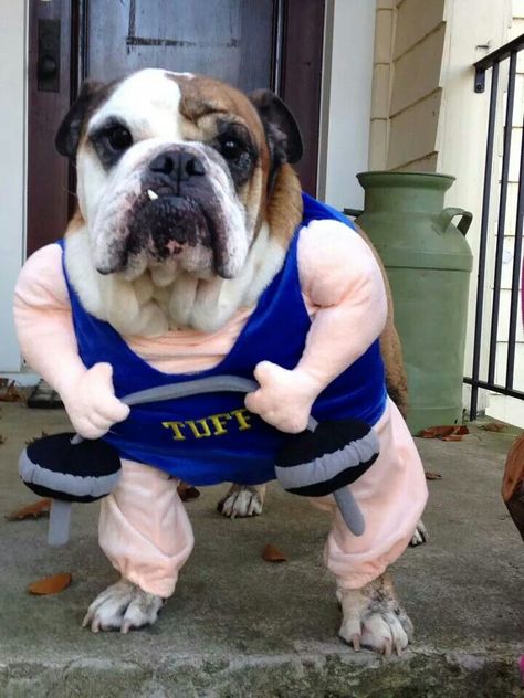 Bulldog Costumes, Bulldog Halloween Costumes, Funny Pet Costumes, Bulldog Costume, Dog Costumes Funny, Puppy Costume, Puppy Dress, Cat Couple, Pet Halloween Costumes