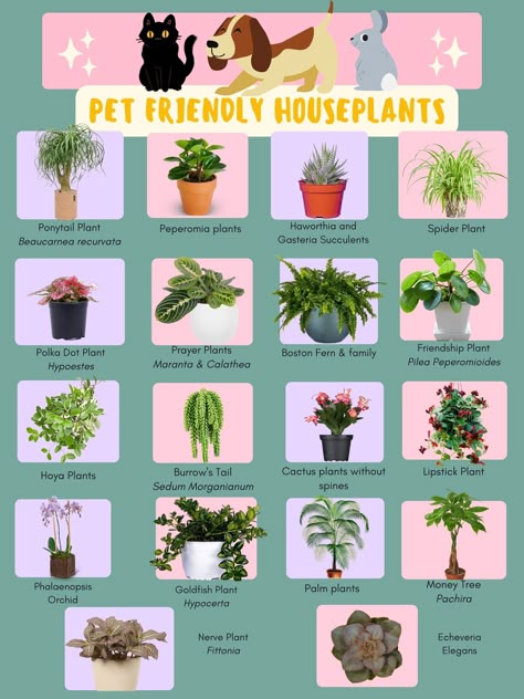 Ponytail Plant, Pet Friendly House Plants, Cat Friendly Plants, Goldfish Plant, Cat Safe Plants, Peperomia Plant, Plant Goals, Calathea Plant, Plant Care Houseplant