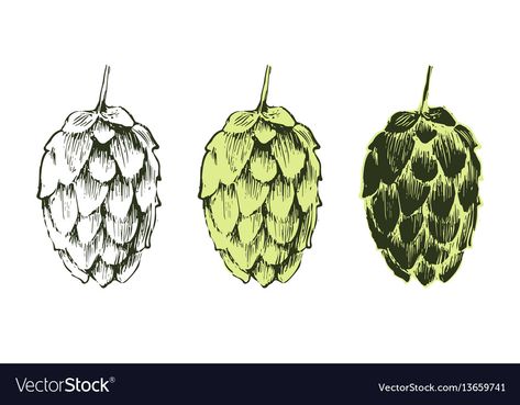 Hops Plant, Adobe Illustrator Draw, Plant Vector, Beer Design, Plant Drawing, Adobe Illustrator, Hand Drawn, Vector Images, Vector Free