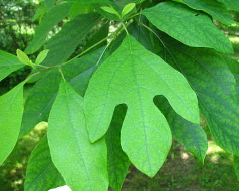 Whether you're growing sassafras tree or not, read these sassafras tree facts. Sassafras is a North American tree famous for its ornamental features and culinary and medicinal uses. Sweet Viburnum, Wildflowers Nursery, Eastern Hemlock, Sassafras Tea, Tree Facts, Sassafras Tree, Eastern White Cedar, Wild Foraging, Mountain Ash