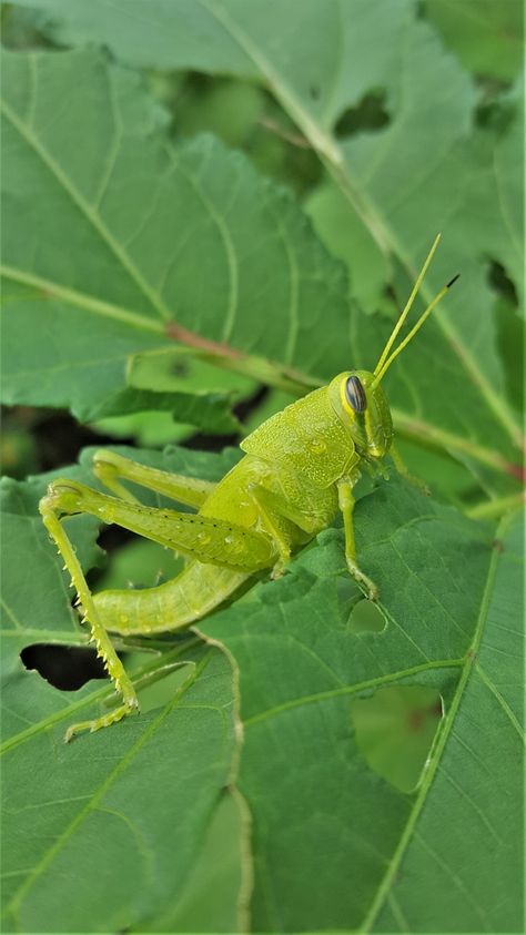 "Green American Bird Grasshopper" image by Sheila Brown https://www.publicdomainpictures.net/en/view-image.php?image=296554&picture=green-american-bird-grasshopper #freeimage #green #american #bird #grasshopper #publicdomain #CC0 Free Image, Public Domain, Green