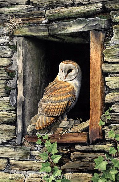 Awesome Owls, Regnul Animal, Owl Photos, Owl Pictures, Beautiful Owl, British Wildlife, Wildlife Paintings, Wildlife Artists, Airbrush Art