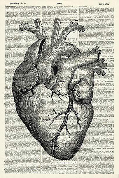 Love After Heartbreak, Anatomy Heart, After Heartbreak, Heart Engagement, Human Anatomy Art, Anatomical Heart, Human Heart, Old Book, Anatomy Art