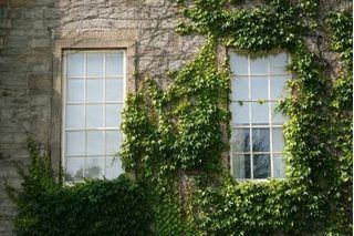 How to Grow Ivy on a Fence | eHow Ivy Plant Indoor, Boston Ivy, Ivy Wall, Wooden Trim, Mill House, When To Plant, Click Funnels, Brick Masonry, Ivy Plants