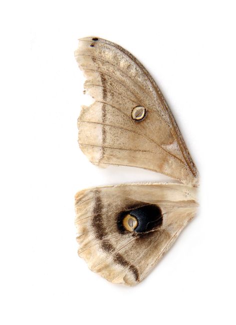 Mary Jo Hoffman, Eros And Psyche, Nature Projects, Moth Wings, Moth Art, Design Visual, Visual Diary, Art Boards, Moth