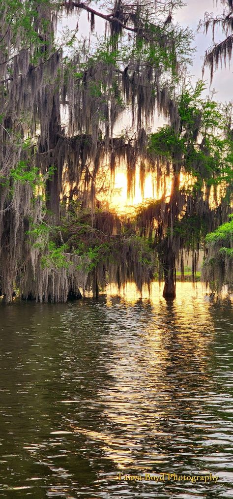 Lowcountry Aesthetic, Bayou Aesthetic, Louisiana Aesthetic, Louisiana Creole, Louisiana Swamp, Louisiana Bayou, Dark Summer, Louisiana Art, Cross Country Trip