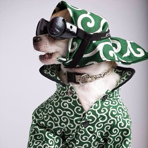 @montjiro: This chihuahua has got some very serious style. | Get a Free Consultation for your #dog from our Friends at Nature's Select http://naturalpetfooddelivery.com/nsd/usa/free-consultation/ #dogsinfashion Dapper Dogs, Best Nature, Dog Photoshoot, Dog Projects, Chihuahua Love, Pet Style, Pet Fashion, Pet Costumes, Dog Dresses