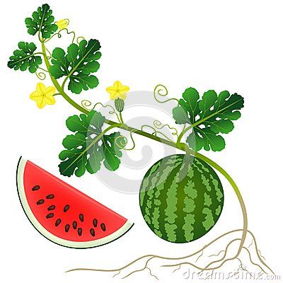 A red watermelon plant isolated on white background, beautiful illustration. Chalk Art Signs, Watermelon Vines, Watermelon Leaves, Watermelon Drawing, Watermelon Illustration, Fruit Coloring, Branch Drawing, Vine Drawing, Plant Cartoon