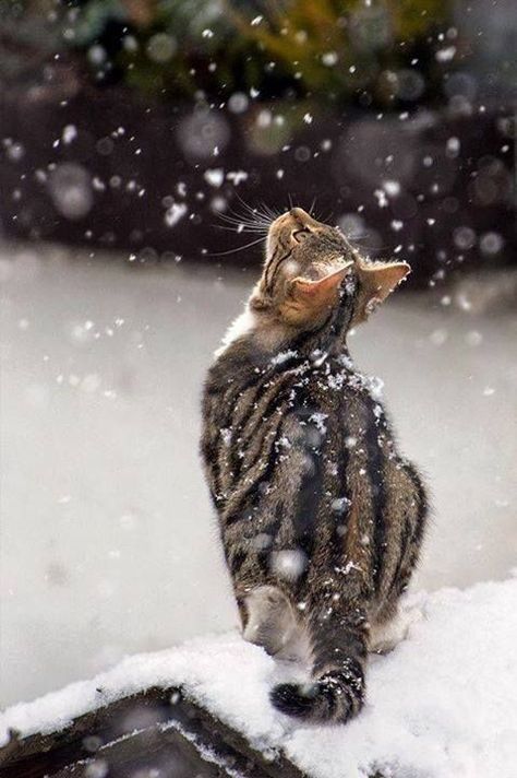 Snow flakes Snow Cat, Photography Snow, Animals Photography, Funny Pets, 카드 디자인, Cat Photography, Cat Sitting, Cute Kittens, Pretty Cats