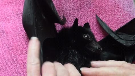 Bat Gif, Creepy Animals, Fruit Bat, Baby Bats, Interesting Animals, Cute Bat, Mötley Crüe, Kitten Cat, Weird Animals