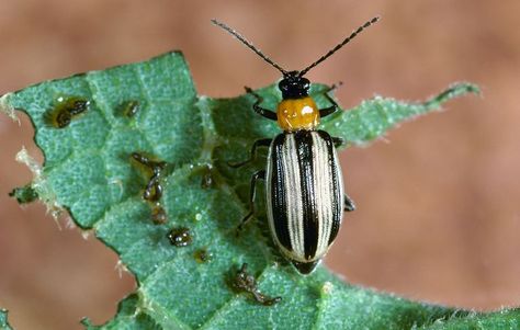 Organic Insecticide, Cucumber Beetles, Flea Spray, Insect Spray, Organic Pesticide, Flea Prevention, Best Pest Control, Types Of Insects, Growing Cucumbers