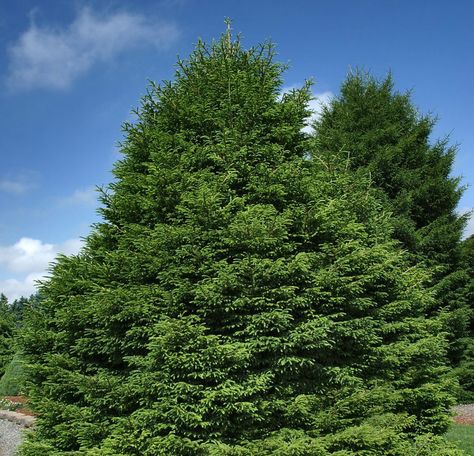 Oriental Spruce (Caucasian Spruce, Picea orientalis) is native to the Caucasus and adjacent northeast Turkey. It is a large coniferous evergreen tree growing to 30m–45m with a trunk diameter of up to 1.5 m (exceptionally up to 4m). The shoots are buff-brown and moderately hairy. The dark green leaves are needle-like and the cones are slender cylindric-conic, red to purple when young, maturing dark brown, with stiff, smoothly rounded scales. Fairy Garden Plants, Tree Growing, Japanese Maples, Witch Broom, Japanese Maple, Evergreen Trees, Growing Tree, Mail Order, Spring Green