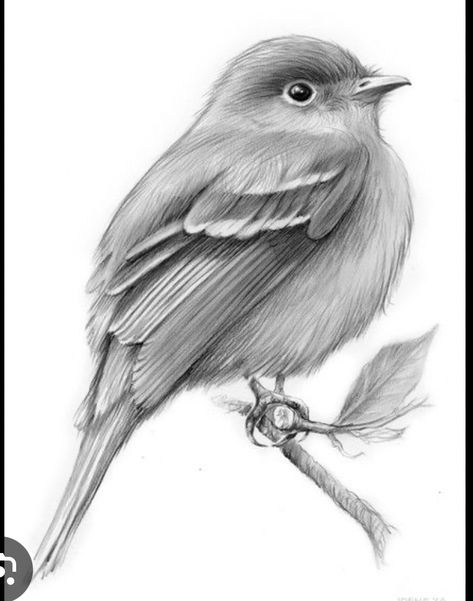 Easy Realistic Drawings For Beginners, Realistic Drawings For Beginners, Easy Realistic Drawings, Drawings For Beginners, Bird Drawings, Realistic Drawings, Drawing Reference, Realism, Pencil Drawings