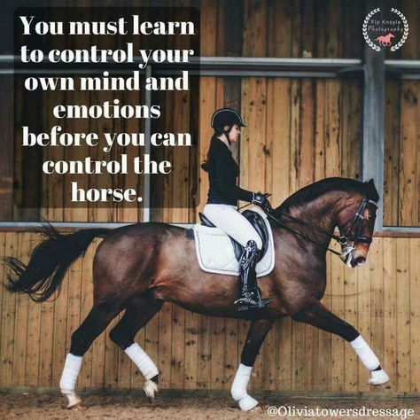 Colorful Horse Painting, Equine Quotes, Horse Quote, Horse Sayings, Horse Quotes Funny, Inspirational Horse Quotes, Horse Riding Quotes, Equestrian Quotes, Animal Communication