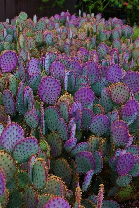 Purple Cactus, Forest Homes, نباتات منزلية, Vertical Gardens, Desert Garden, Santa Rita, Cactus Y Suculentas, Cactus Garden, Pretty Plants