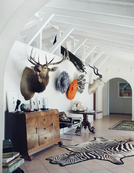 Zebra Rugs, Taxidermy Decor, Deer Heads, Zebra Rug, Trophy Rooms, Oh Deer, Luxury House Designs, Animal Heads, The Design Files