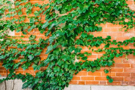 Boston Ivy Wall, Creeping Myrtle, Parthenocissus Tricuspidata, Boston Ivy, Virginia Bluebells, Ivy Wall, Climbing Hydrangea, Ground Covers, Lenten Rose