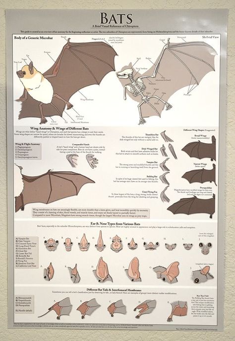 Bat Anatomy, Bat Species, Bat Art, Bat Tattoo, Visual Reference, Detailed Artwork, Animal Anatomy, Vampire Bat, Cute Bat