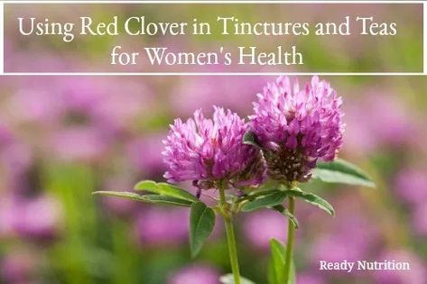 Using Red Clover in Tinctures and Teas for Women's Health | Ready Nutrition Red Clover Tincture, Medical Garden, Red Clover Tea, Red Clover, Clover Flower, Wild Food, Dark Places, Flower Bud, Women's Health