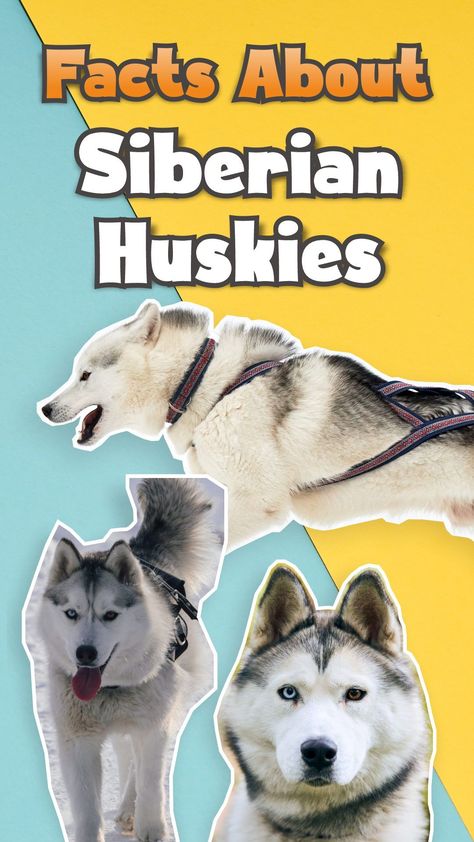 Beside their lovable personality, there are many facts about Siberrian Huskies that will impress you. Therefore, we guarantee that those amazing facts below will surely make you a part of Huskies lovers. #awesomefacts #awesomefactsunbelievable #awesomefactsmindblowing #awesomefactsforkids #doyouknowfactsawesome #unbelievablefactsmindblowingawesome Husky Lover, Park In New York, A Husky, Dog Facts, Facts For Kids, Dog Breeder, Dog Sledding, Siberian Husky, Mind Blown