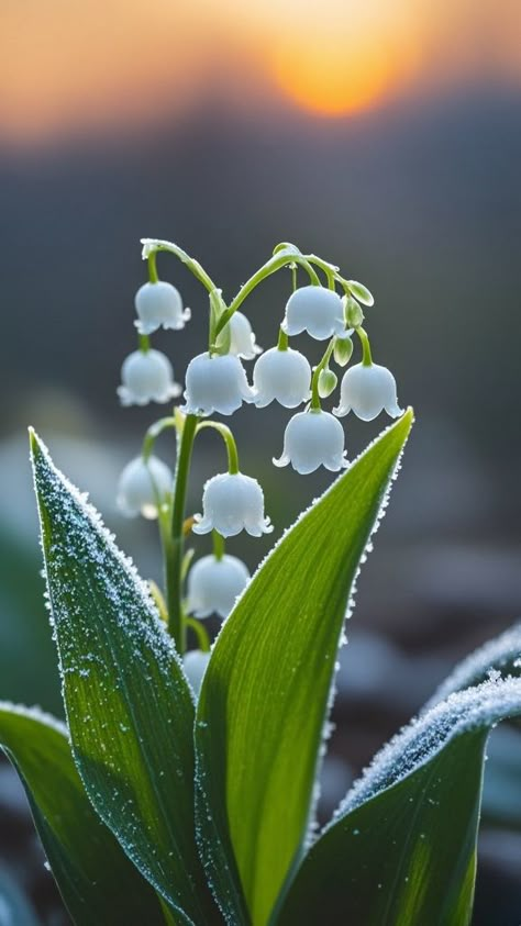 Lilly Of The Valley Photography, Lily Of The Valley And Hawthorn, Katy Core, Sage Tattoo, White Lily Of The Valley, Pretty Flowers Pictures, Lilies Of The Field, Blue Butterfly Wallpaper, Plant Study