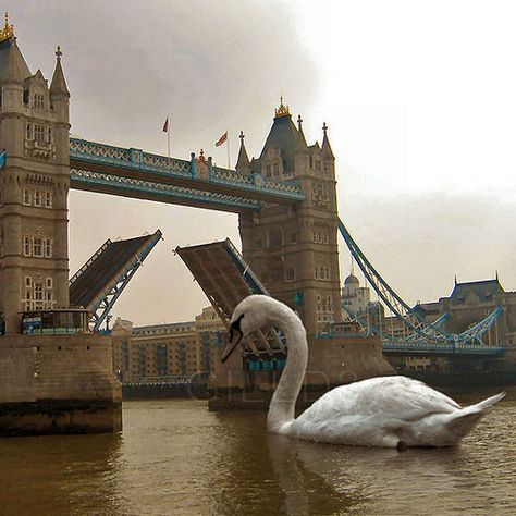 Altered Reality, Altered Photo, Composition Photography, Photography Classes, Swan Lake, Photoshop Tips, Photo Projects, Creative Photos, Tower Bridge