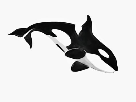 Orca Drawing Realistic, Orca Silhouette, Marine Animal Drawings, Sea Creatures Sketch, Orca Whale Drawing, Orca Drawing, Orca Whale Tattoo, Black N White Art, Orca Tattoo