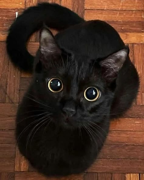 Black Cat Aesthetic, Black Kitties, Gatto Carino, Black Cat Lover, Cute Cats Photos, Cute Black Cats, A Black Cat, Cat Aesthetic, Funny Cute Cats