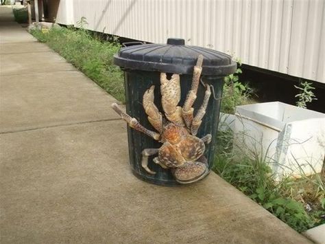 I may never go near a garbage can again!  Australian Tasmanian Spider. Coconut Crab, Giant Animals, Saltwater Crocodile, Elephant Seal, Great Pyramid Of Giza, Shaquille O'neal, Crustaceans, African Elephant, Weird Animals