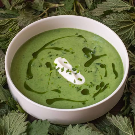 Classic Stinging Nettle Soup Recipe - Forager | Chef Nettle Soup Recipe, Nettles Recipes, Stinging Nettle Recipes, Nettle Pasta, Stinging Nettle Soup, Forager Chef, Nettle Recipes, Nettle Soup, Stinging Nettle