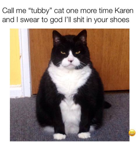 Silly Kitties, Black And White Cat, White Cats, Funny Cat Memes, Fat Cats, Grumpy Cat, Funny Animal Pictures, Crazy Cat Lady, Beautiful Cats