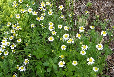 German Chamomile Vs. Roman Chamomile: What’s The Difference? - Hobby Farms Chamomile Plant, German Chamomile, Cedar Garden, British Garden, Roman Chamomile, Healing Plants, Chamomile Flowers, Hobby Farms, Landscaping Plants