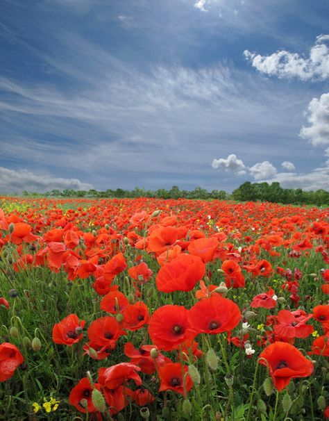 Ideas Around Trees, Poppy Fields, Edging Ideas, Poppy Painting, Garden Aesthetic, Diy Watercolor Painting, Flowers Petals, Poppy Field, A Sky