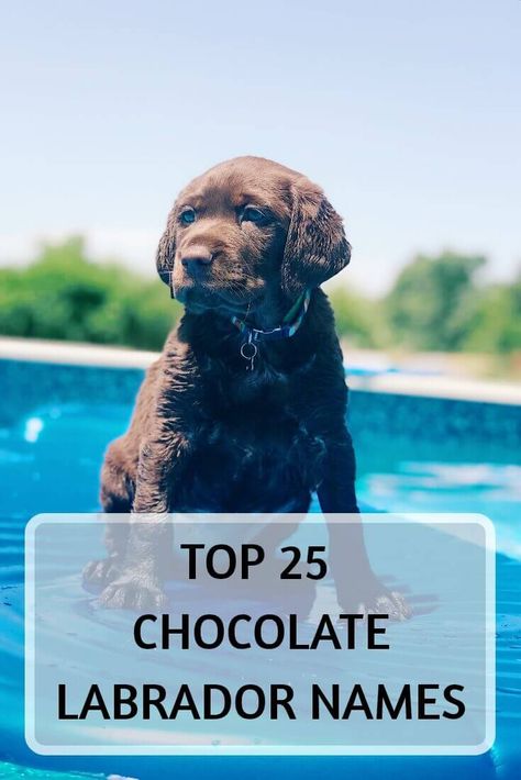 Top 25 Chocolate Lab names - For Your Chocolate Labrador - Labrador Loving Souls Chocolate Lab Names, Labradoodle Retriever, Chocolate Labradoodle Puppy, Labrador Names, Chocolate Lab Puppy, Chocolate Labradoodle, Labrador Puppy Chocolate, Labrador Dogs, Best Dog Names