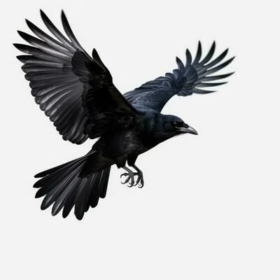 Crow Flying Reference, Crow Reference Photo, Crow Attacking, Crows Wings, Crow Anatomy, Crow Reference, Ravens Flying, Crow In Flight, Crow Photo