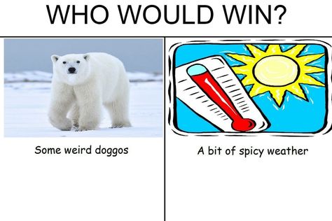 Who would win? Some weird doggos or a bit of spicy weather? Who Would Win, Ironic Memes, Cs Go, Roblox Memes, Daily Memes, Funny Pins, Super Funny, Best Memes, Funny People