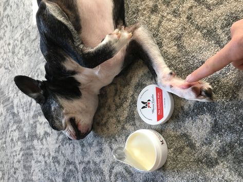 With the colder weather coming in, dont forget to purchase your Paw Wax Paw Protection! Keeps the paws moisturized and protects from dryness and cracking.  #warrenlondon #warrenlondondogs #dog #dogs #dogspa #dogspaday #doggrooming #doggroomer #petsmartgroomers #doggroomer #dognailpolish #dognailart #dogpolish #groomer #petstore Dog Paw Lotion, Dog Paw Cream, Paw Cream, Dog Paw Protection, Dog Snow Boots, Dog Balm, Dog Paw Balm, Dog Paw Pads, Paw Wax