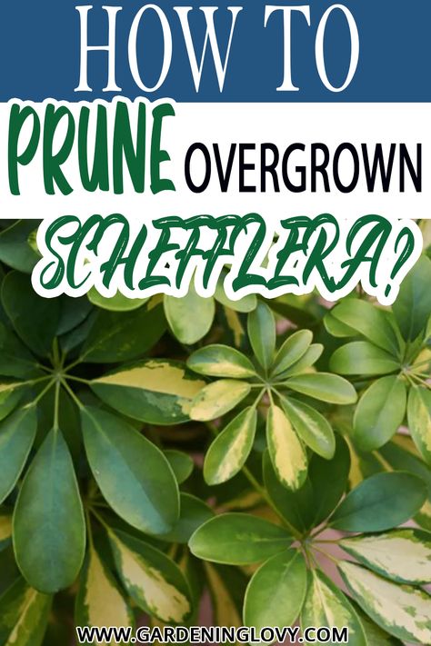 How to prune overgrown Schefflera
Best pruning Schefflera bonsai tips
Why my umbrella tree is too tall
Schefflera pruning outdoor Tips
How to prune dwarf Schefflera
Schefflera cuttings techniques
How to get a Schefflera to branch Umbrella Tree Propagation, Schefflera Bonsai, Tropical Plants Uk, Umbrella Plant Care, Bonsai Tips, Schefflera Plant, Plumeria Care, Houseplant Collection, Bonsai Pruning